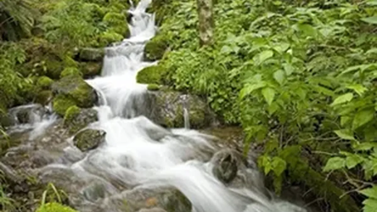 Вода для заваривания чая